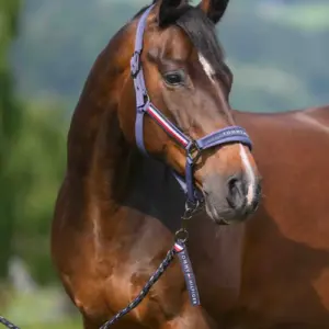 Tommy Hilfiger cavezza e lunghina indigo - immagine 3