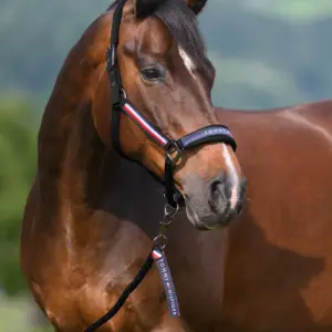 Tommy Hilfiger cavezza e lunghina black - immagine 2